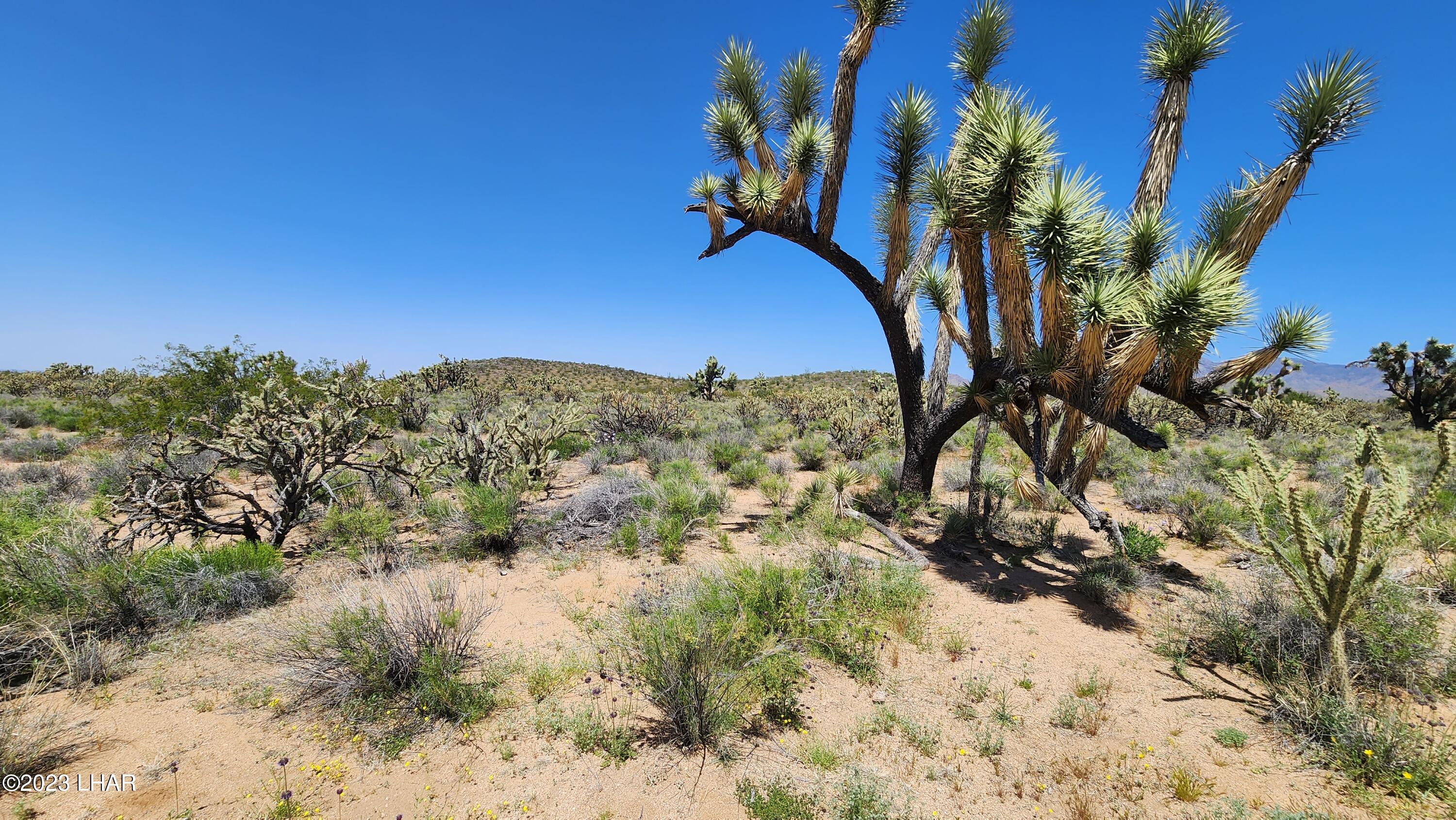 2364 South Gold Mine Road Yucca, AZ 86438 - Photo 16 of 51 20230415_122146
