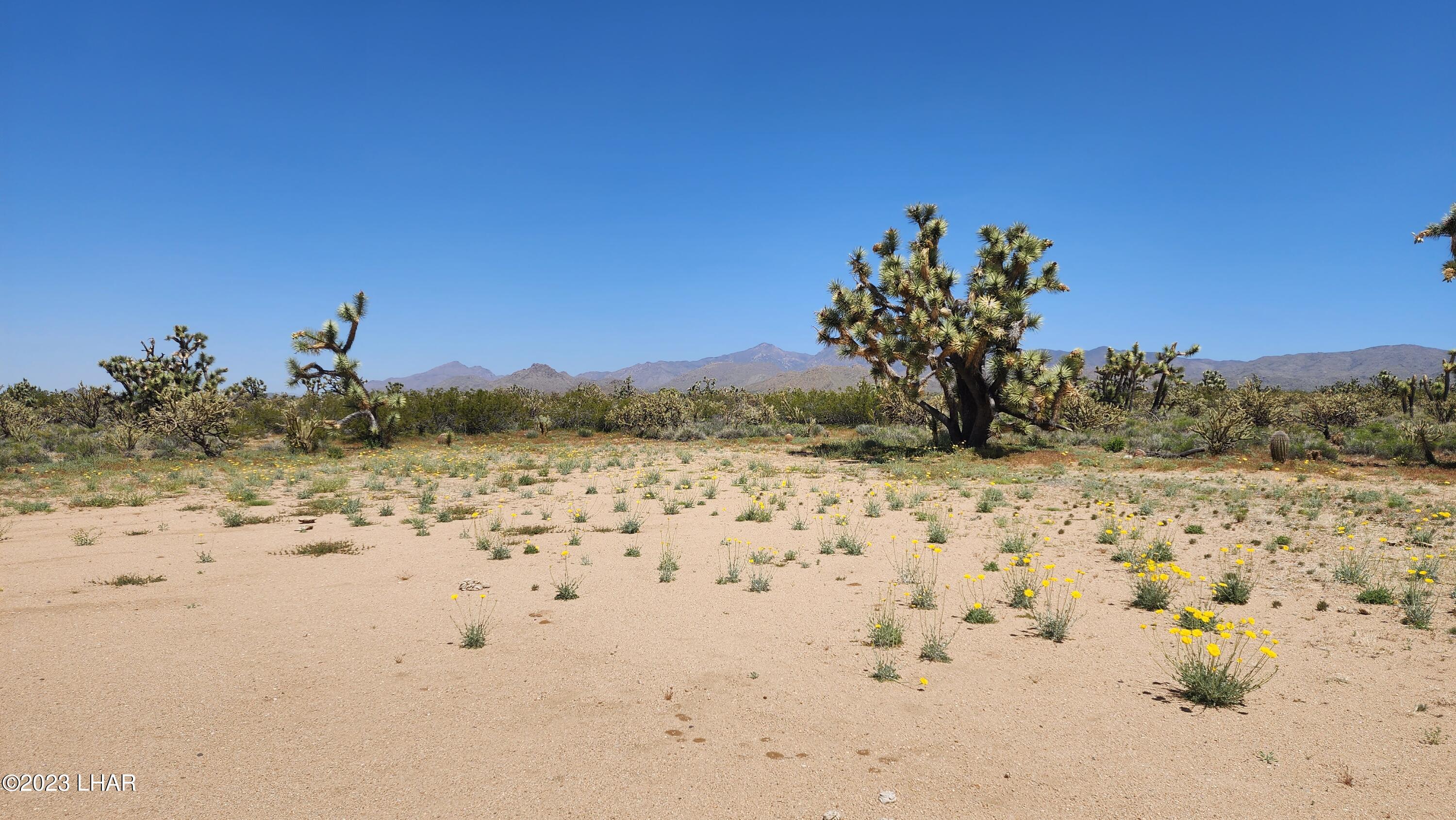 2364 South Gold Mine Road Yucca, AZ 86438 - Photo 18 of 51 20230415_120659