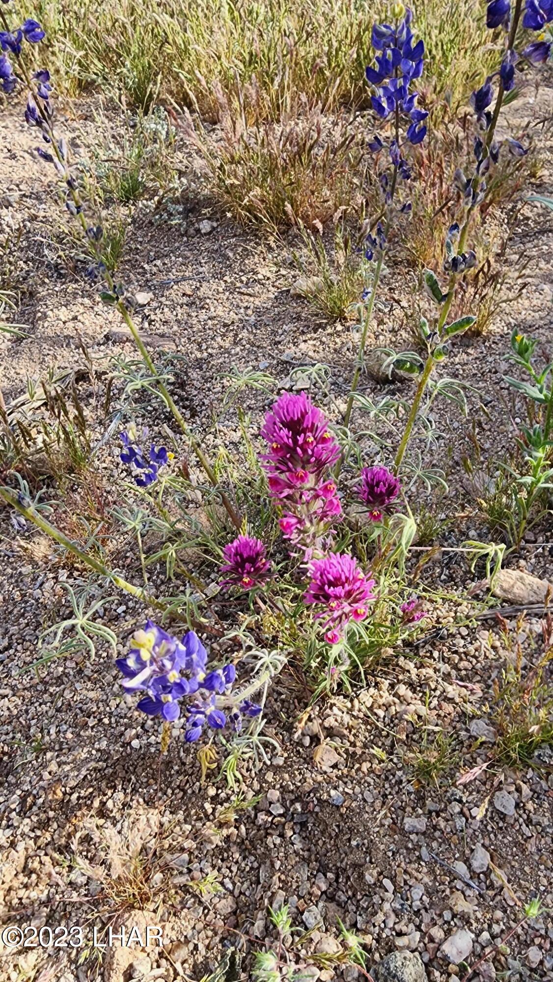 2364 South Gold Mine Road Yucca, AZ 86438 - Photo 43 of 51 20230416_171850