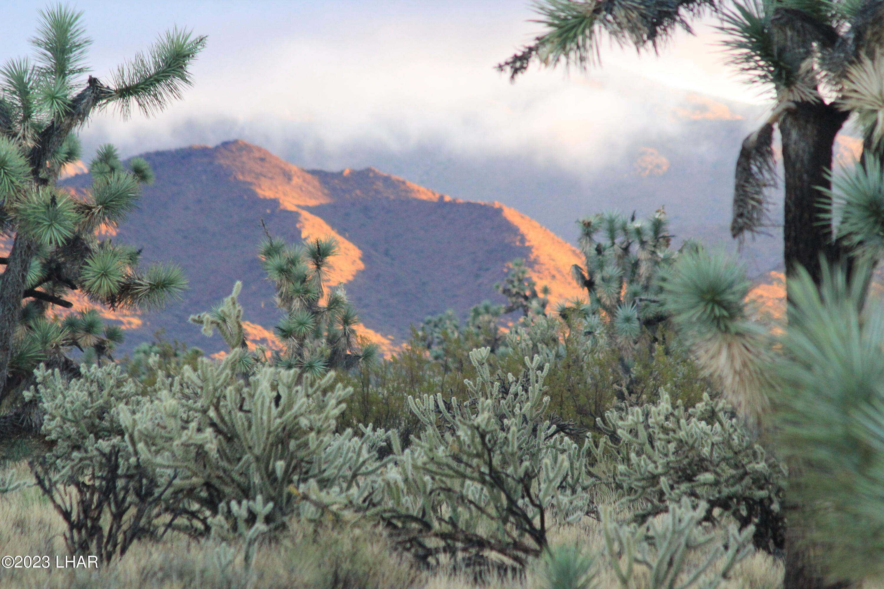 2364 South Gold Mine Road Yucca, AZ 86438 - Photo 9 of 51 IMG_4539
