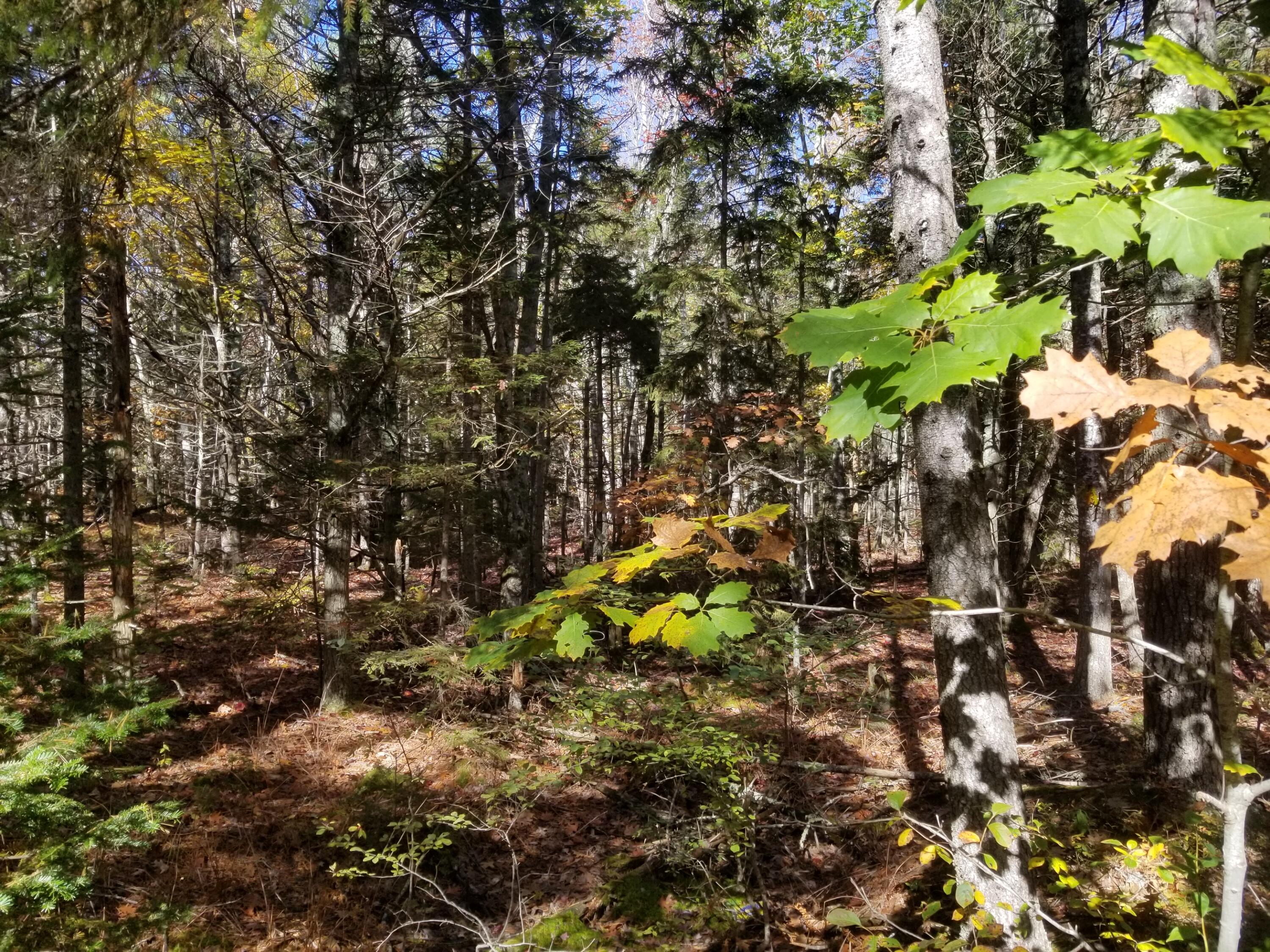Lot 12 Bay Ledges Road Phippsburg, ME 04562 - Photo 9 of 24 20221019_123201