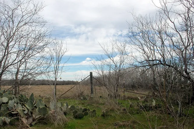 a view of a yard with trees
