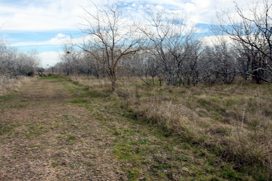 118 Ranchero Drive Buda, TX 78610 - Photo 21 of 21 a view of a yard with trees