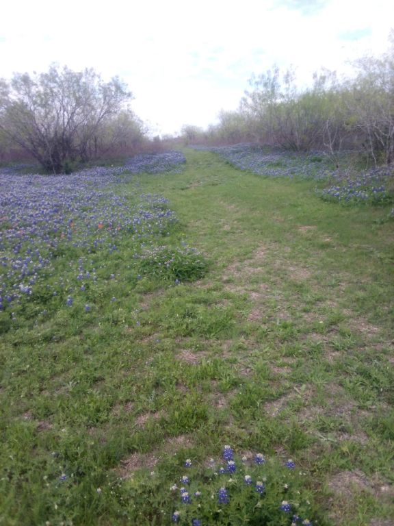 118 Ranchero Drive Buda, TX 78610 - Photo 8 of 21 a view of an outdoor space and yard