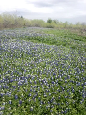 a view of a field with an ocean and trees