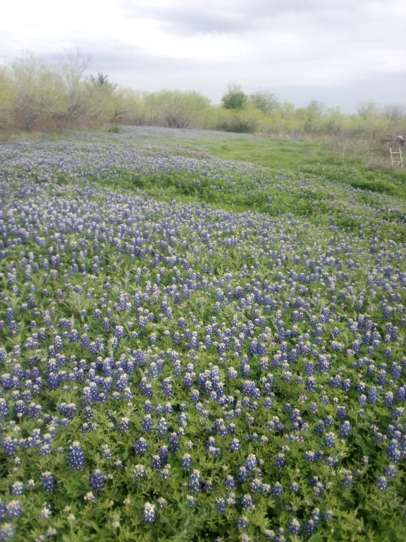 118 Ranchero Drive Buda, TX 78610 - Photo 9 of 21 a view of a field with an ocean and trees
