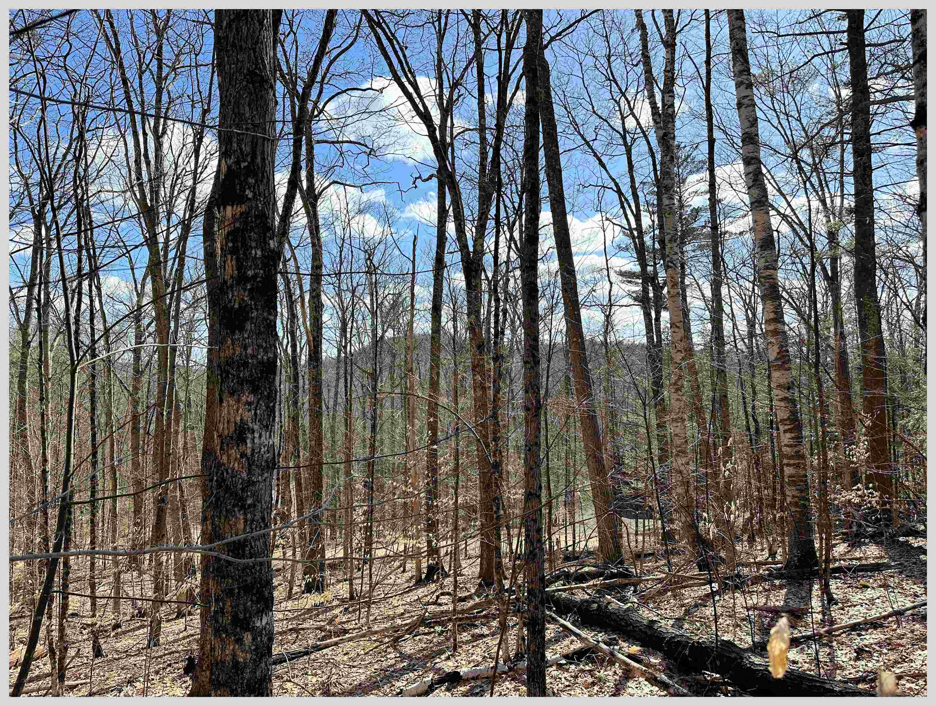 H-15 Tobey Road Campton, NH 03223 - Photo 4 of 30