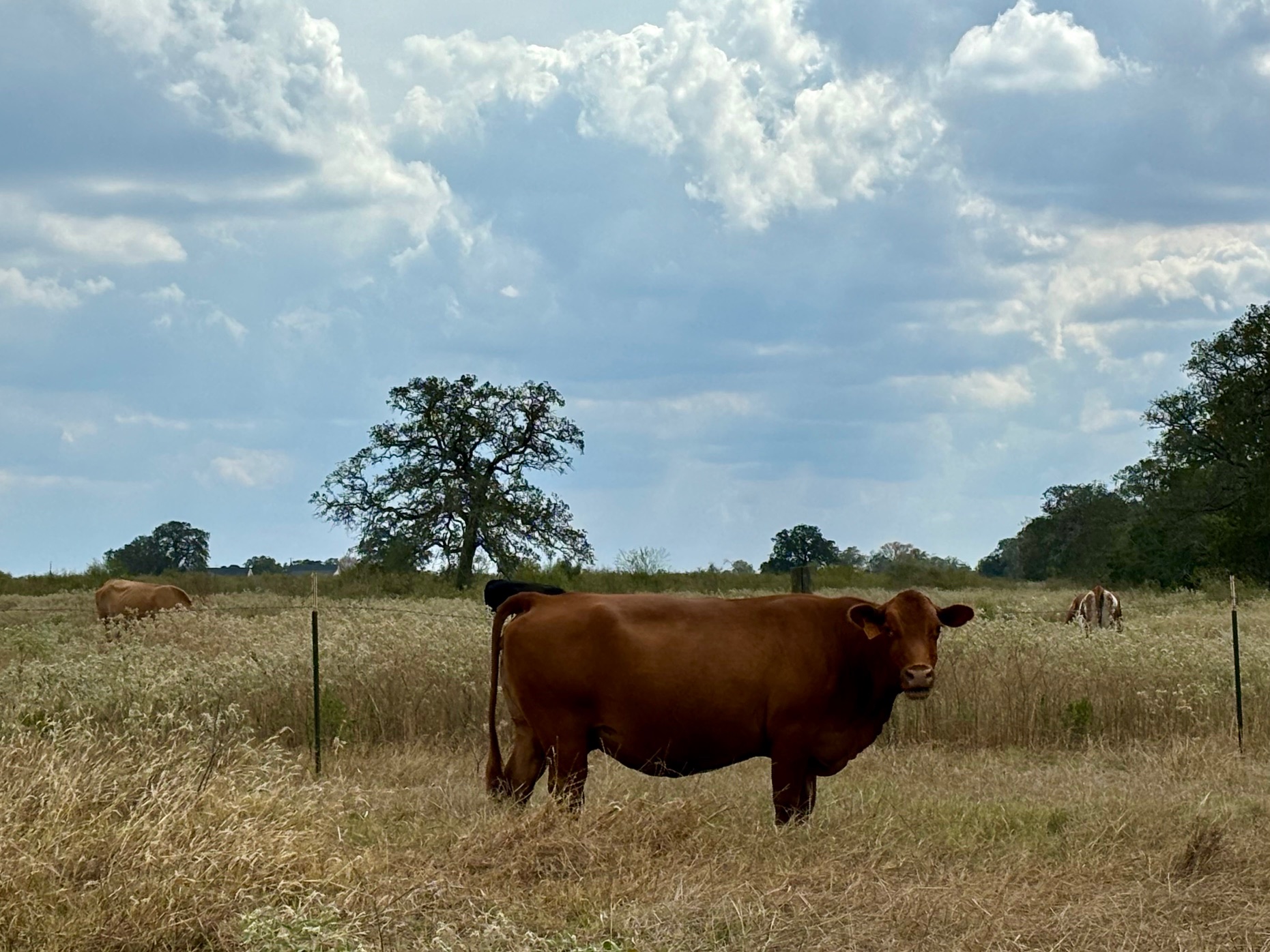 3 Big Sky Rnch Road Smithville, TX 78957 - Photo 7 of 10