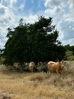 $325,000 | 3 Big Sky Rnch Road, Smithville, TX 78957