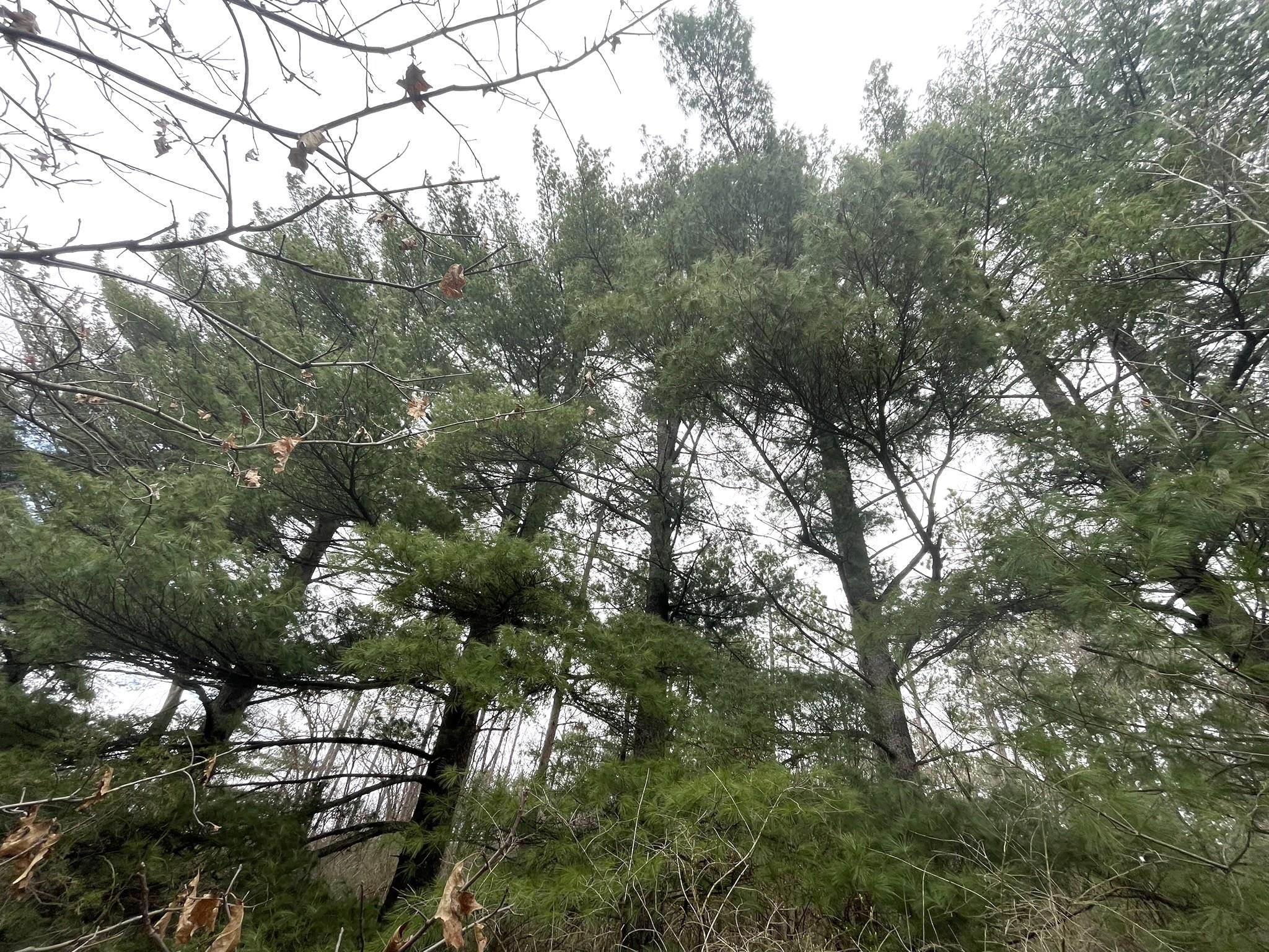 6131 Helena Road Arena, WI 53503 - Photo 14 of 21