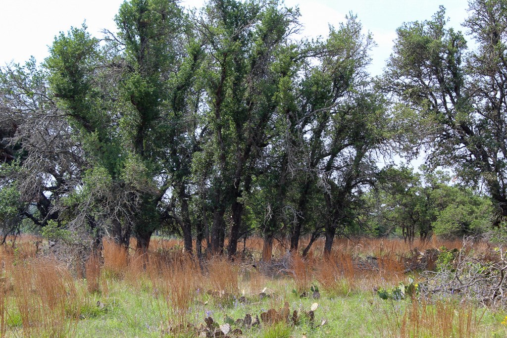 131 Lipan Loop, Unit 16 Harper, TX 78631 - Photo 2 of 3