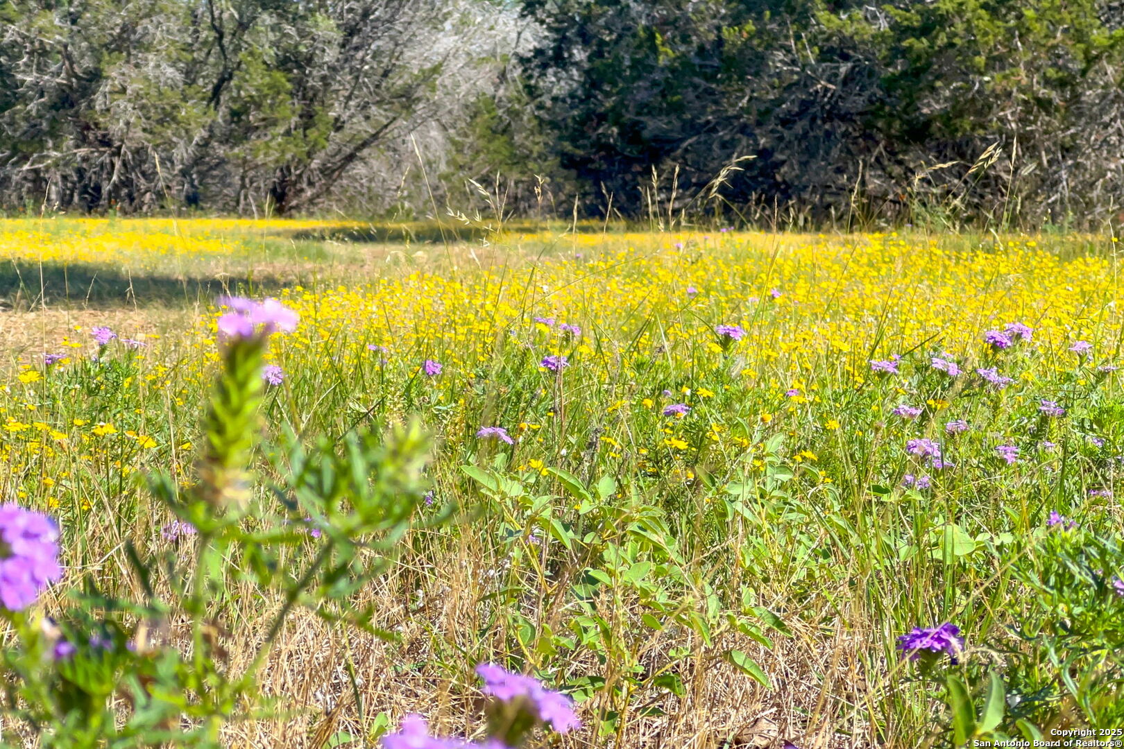 1146 Sisterdale Road Boerne, TX 78006 - Photo 92 of 94 a view of swimming pool with garden