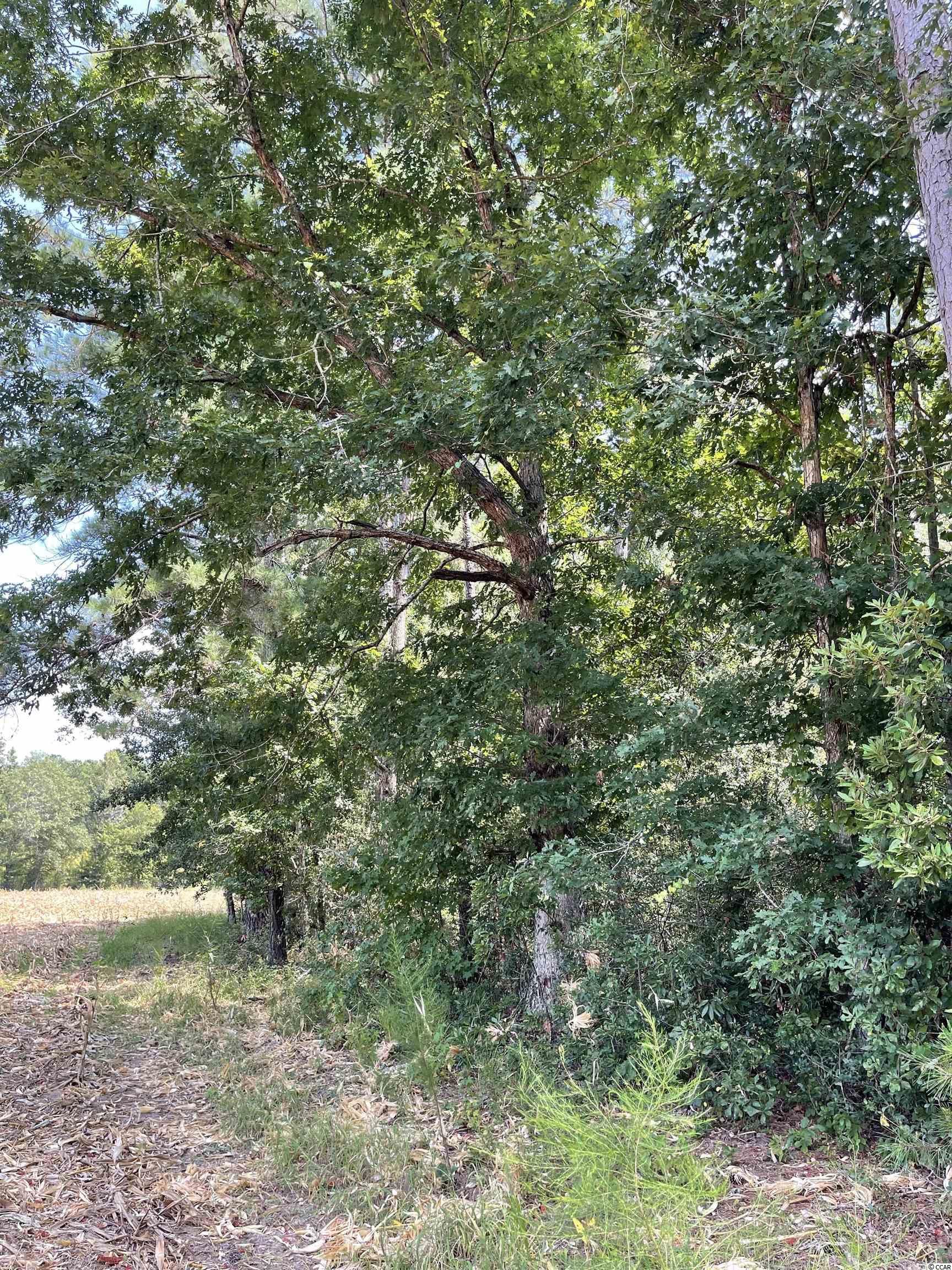 Tbd-a Norton Road Green Sea, SC 29545 - Photo 6 of 11 Gallery Image 6