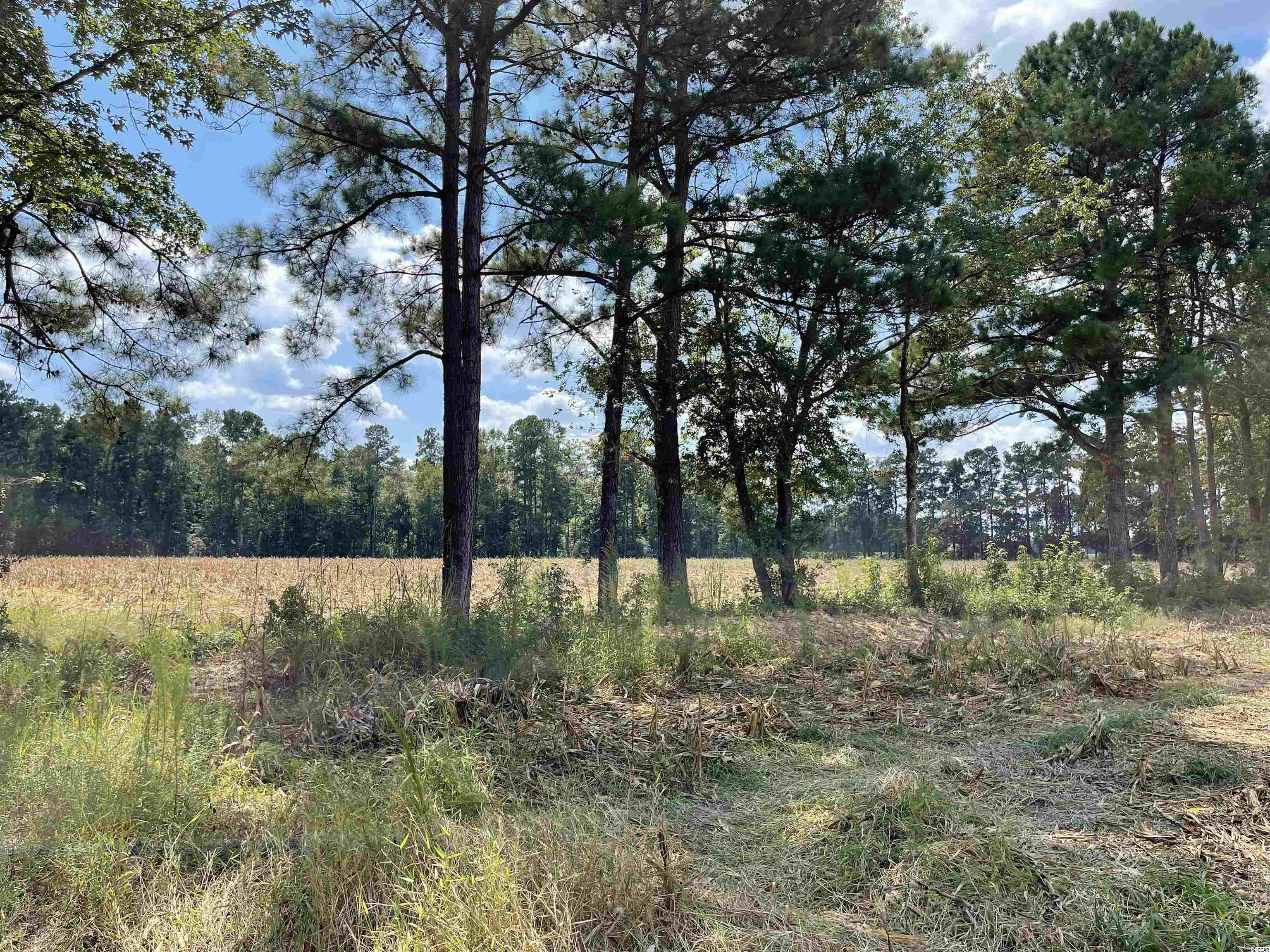 Tbd-a Norton Road Green Sea, SC 29545 - Photo 9 of 11 Gallery Image 9