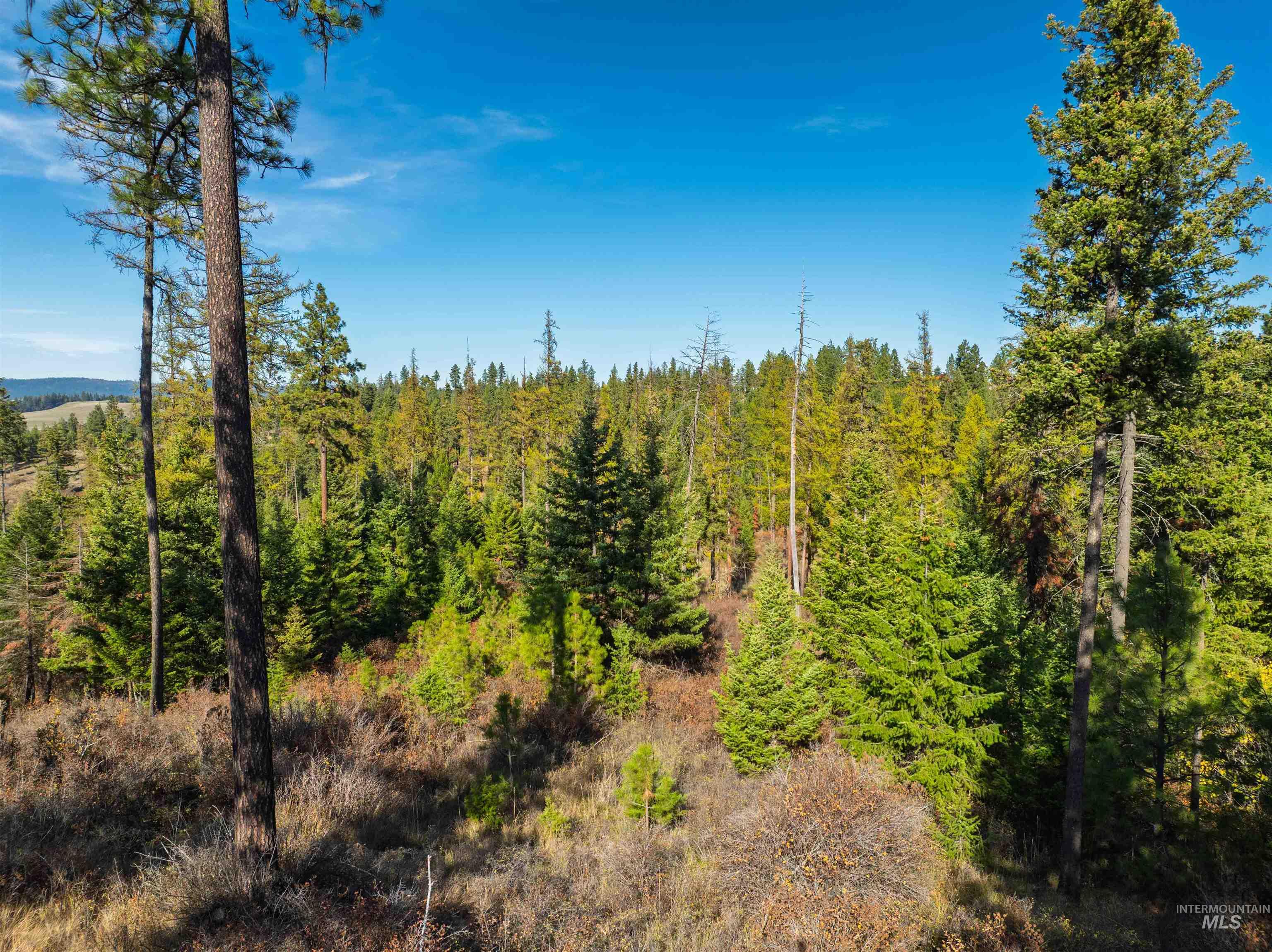 1703 Little Bear Ridge Road Troy, ID 83871 - Photo 44 of 50