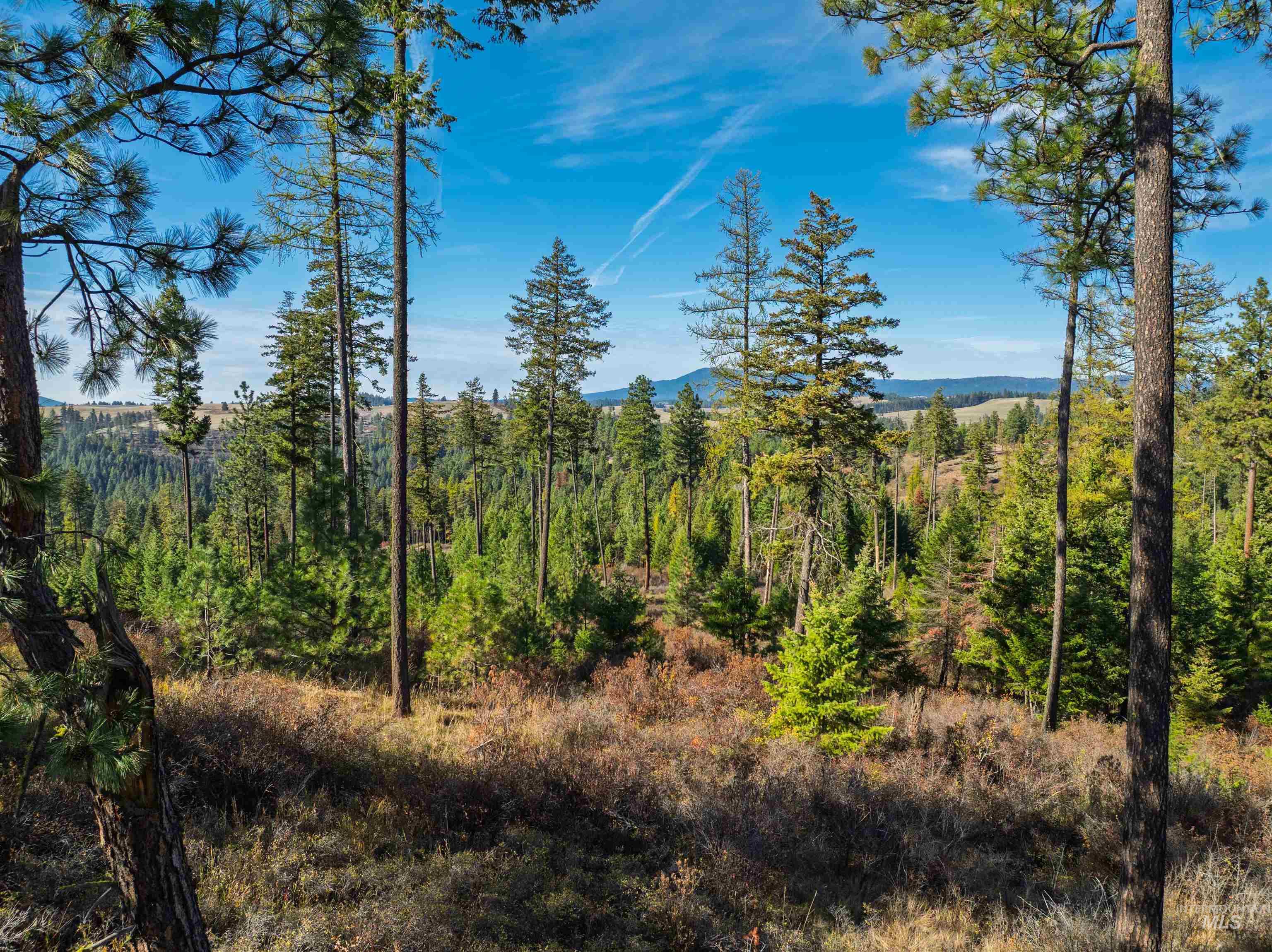 1703 Little Bear Ridge Road Troy, ID 83871 - Photo 45 of 50