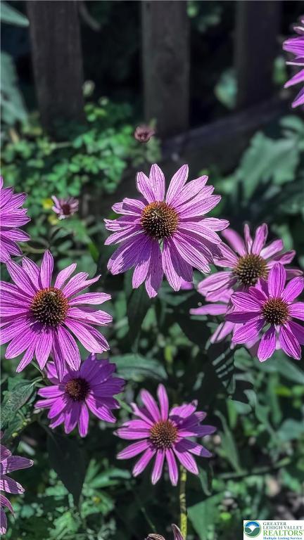608 McKinley Street Hazleton, PA 18201 - Photo 58 of 59 a view of a flower