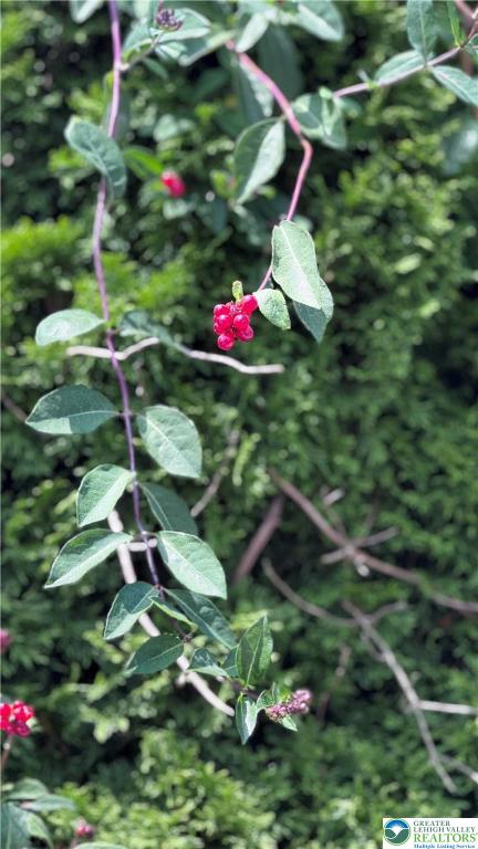 608 McKinley Street Hazleton, PA 18201 - Photo 59 of 59 Garden blooms.