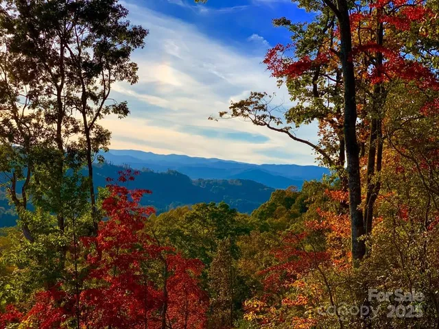 a view of a tree in a field with a tree