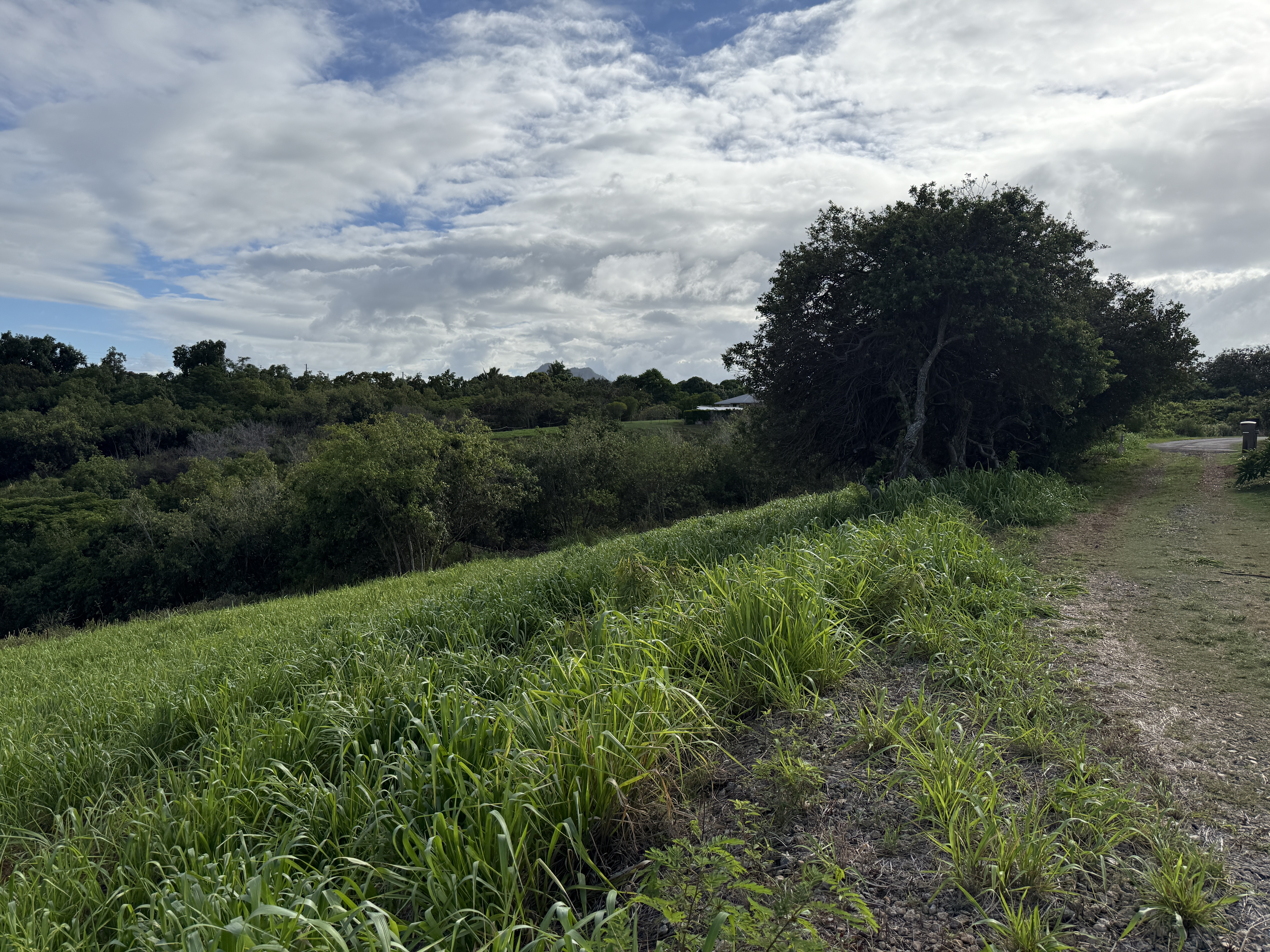 15 Laipo Road Kapaa, HI 96746 - Photo 7 of 8 a view of a garden with a lake