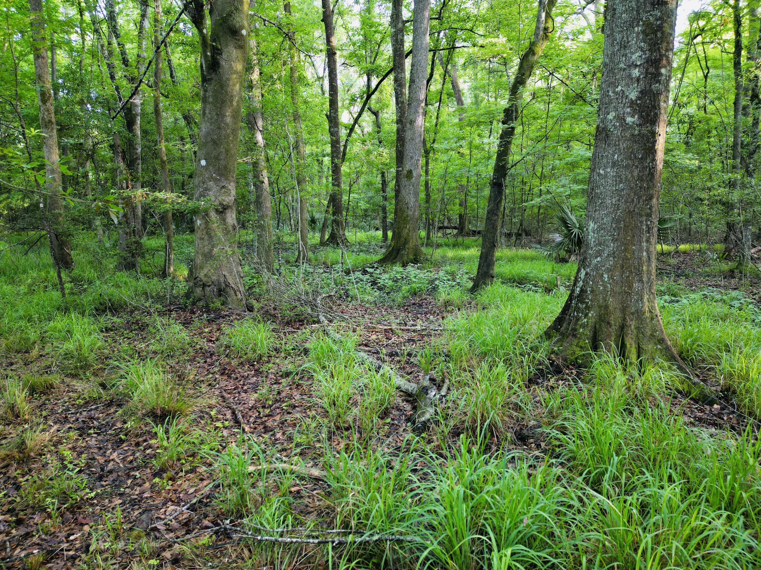 2164 A River Road Johns Island, SC 29455 - Photo 22 of 37 24