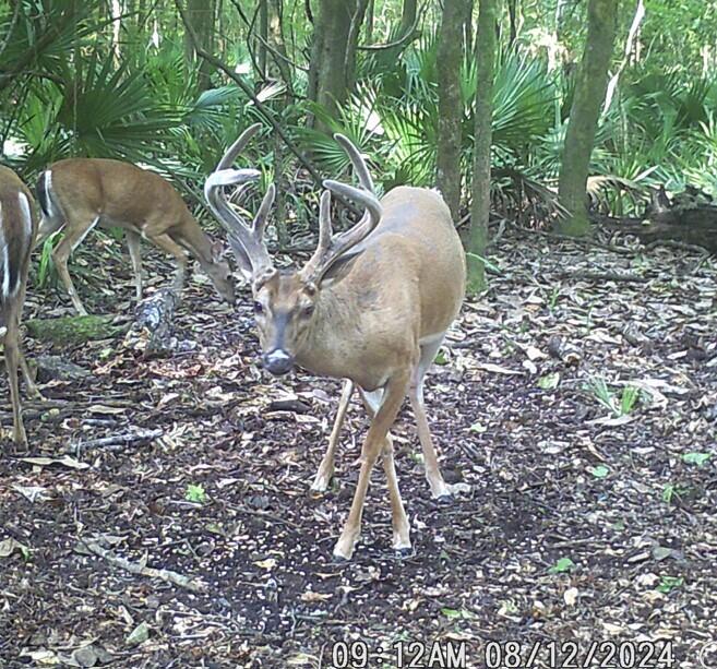 2164 A River Road Johns Island, SC 29455 - Photo 34 of 37 Snip 3
