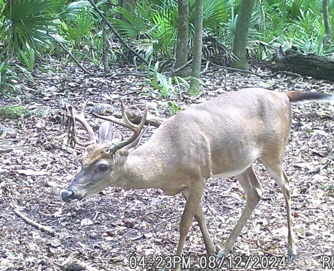 2164 A River Road Johns Island, SC 29455 - Photo 37 of 37 Snip 9