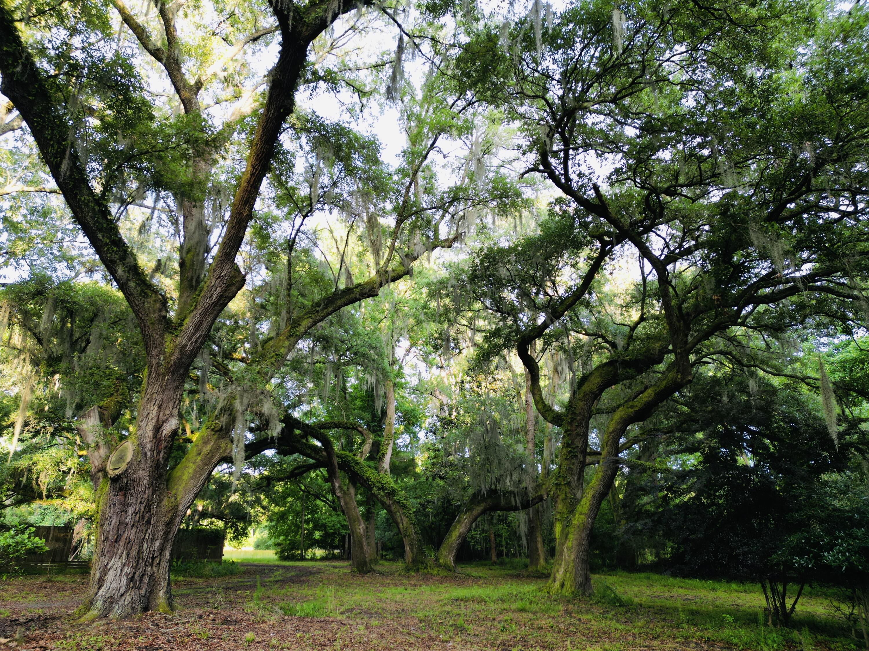 2164 A River Road Johns Island, SC 29455 - Photo 10 of 37 10