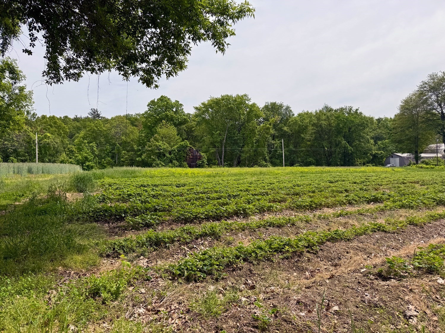 0 Meadow Road Montague, MA 01351 - Photo 16 of 21 Gallery Image 16