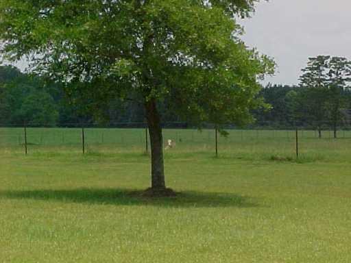 56153 Loranger Road Loranger, LA 70446 - Photo 2 of 5