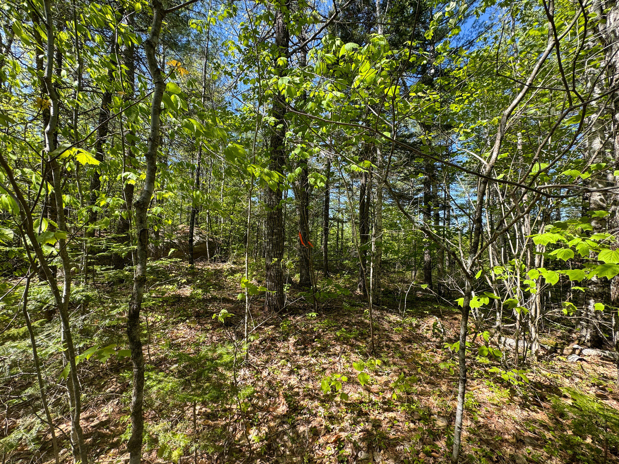 L16 Airline Road Cherryfield, ME 04622 - Photo 25 of 31 IMG_3821