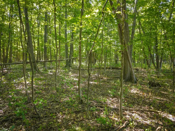 $215,000 | 25 A Klager Road, Saline, MI 48176