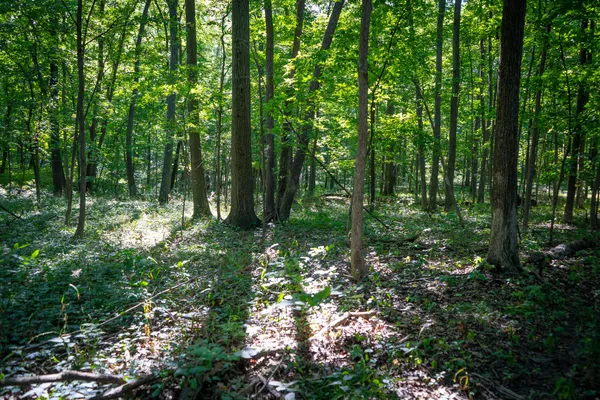 $215,000 | 25 A Klager Road, Saline, MI 48176