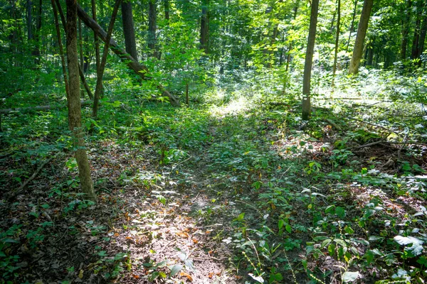 $215,000 | 25 A Klager Road, Saline, MI 48176