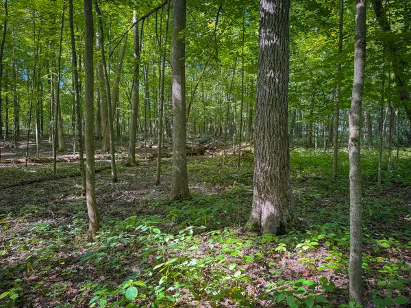 $215,000 | 25 A Klager Road, Saline, MI 48176