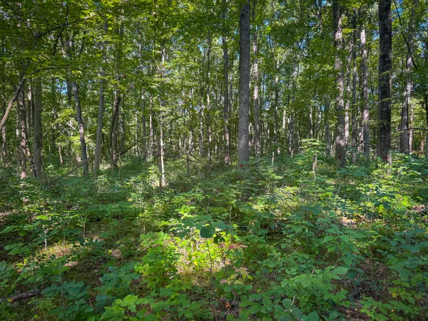 $215,000 | 25 A Klager Road, Saline, MI 48176