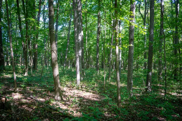 $215,000 | 25 A Klager Road, Saline, MI 48176