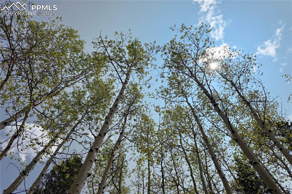 416 Willow Road Divide, CO 80814 - Photo 12 of 13 a picture of tree