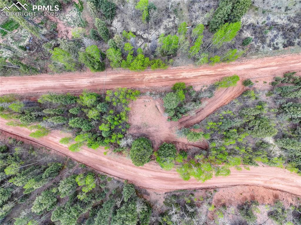 416 Willow Road Divide, CO 80814 - Photo 3 of 13 a view of a yard with an trees