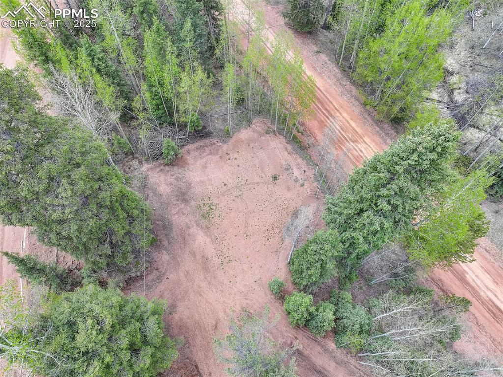 416 Willow Road Divide, CO 80814 - Photo 6 of 13 a view of a yard with plants and large trees