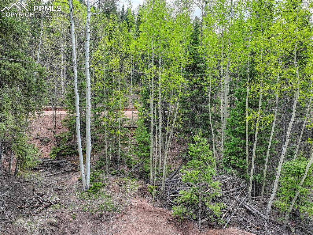 416 Willow Road Divide, CO 80814 - Photo 7 of 13 a view of a garden
