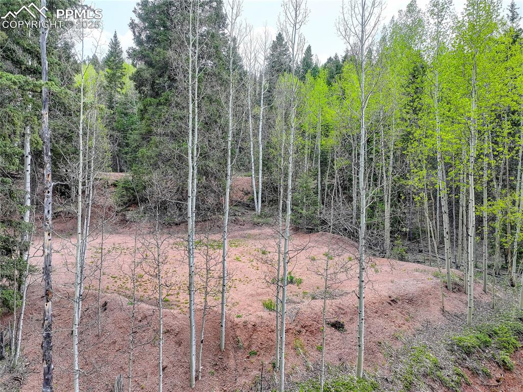 416 Willow Road Divide, CO 80814 - Photo 8 of 13 a view of a forest with a tree