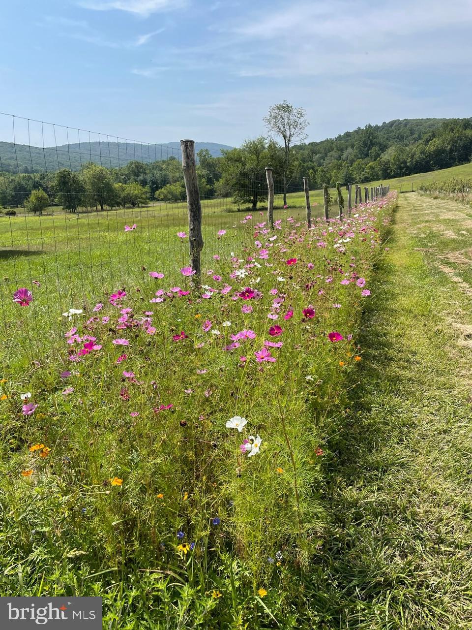19403 Burnside Bridge Road Keedysville, MD 21756 - Photo 19 of 64 Wildflowers near orchard
