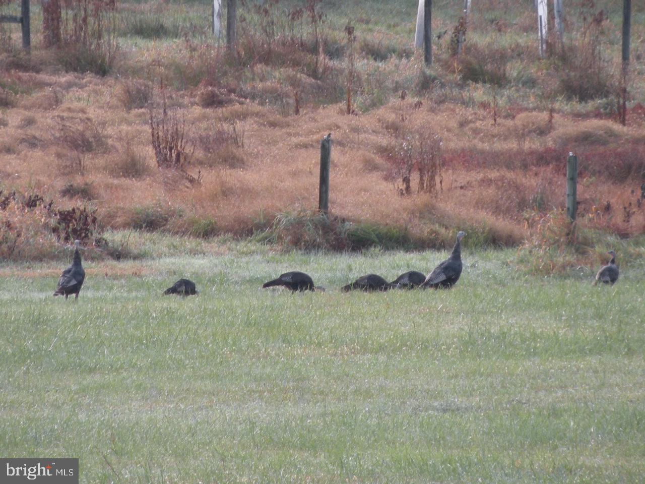 19403 Burnside Bridge Road Keedysville, MD 21756 - Photo 24 of 64 Wild Turkeys
