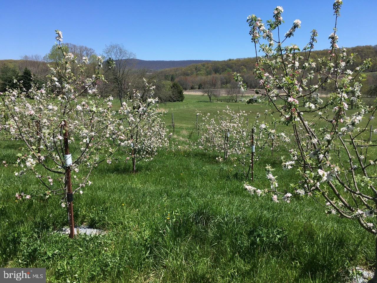 19403 Burnside Bridge Road Keedysville, MD 21756 - Photo 6 of 64 Apple trees in bloom