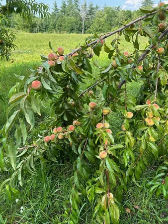 $925,000 | 298 Battle Street, Webster, NH 03303