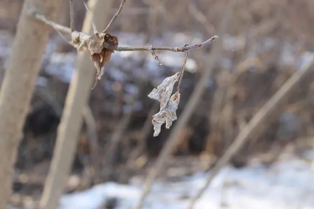 $259,000 | 25500 U-Drive South, Homer, MI 49245