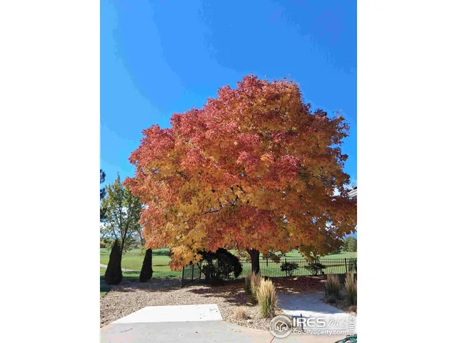a backyard of a house with large trees