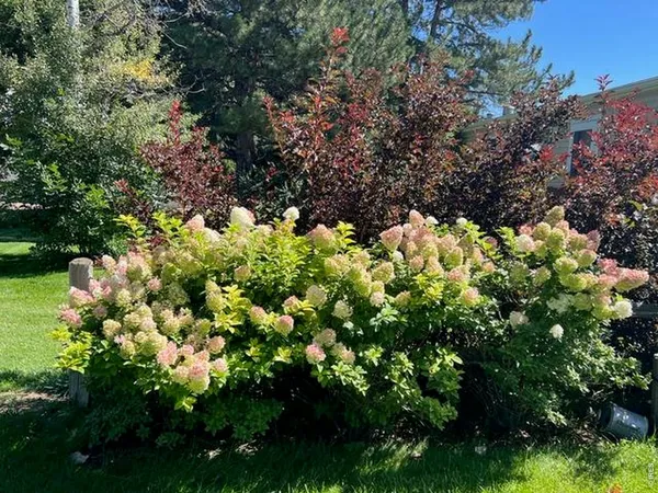 a view of a bunch of flowers