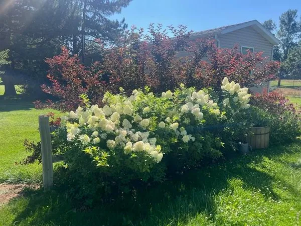 a view of a garden with plants